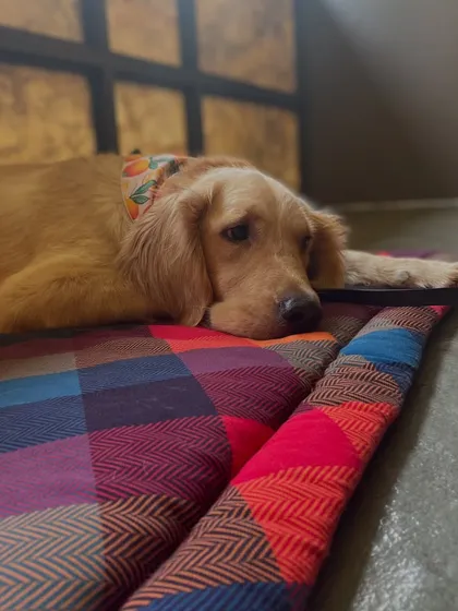This is Simba, a handsome Golden Retriever, relaxing after a session. He graduated from our Advanced Behaviour Modification Program, where we worked on his bite history and helped him develop a healthier mindset.