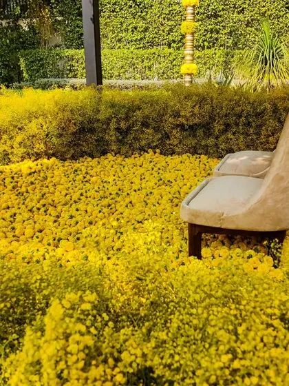 A single chair placed within the field of yellow flowers, illustrating the scale and immersive quality of the floral design for this Haldi ceremony.