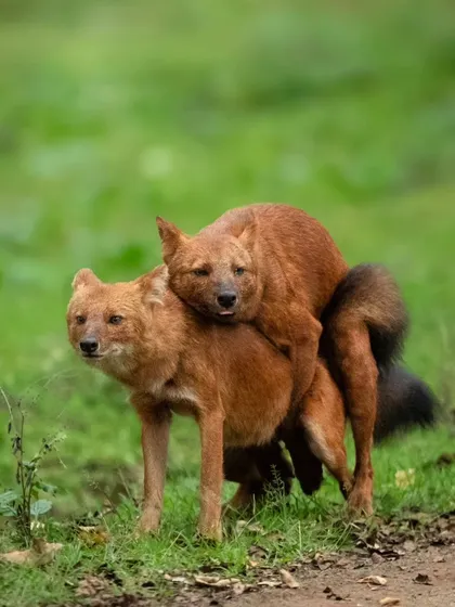 Dholes are known for their playful energy. This series captures some of their "acrobatics" in Nagarahole Tiger Reserve, showing them leaping and tumbling over each other in a display of agility and social bonding.