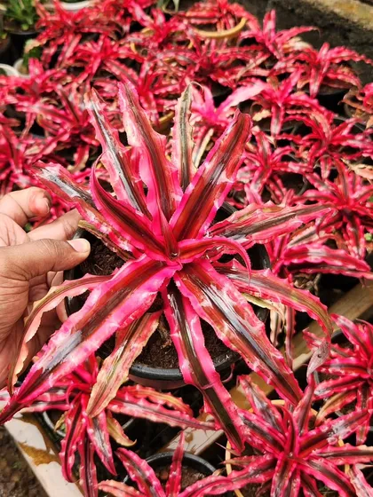 The Red Cryptanthus, or Earth Star, is a type of bromeliad with a stunning, flat-lying rosette of colorful leaves. It's perfect for terrariums or as a small potted plant.