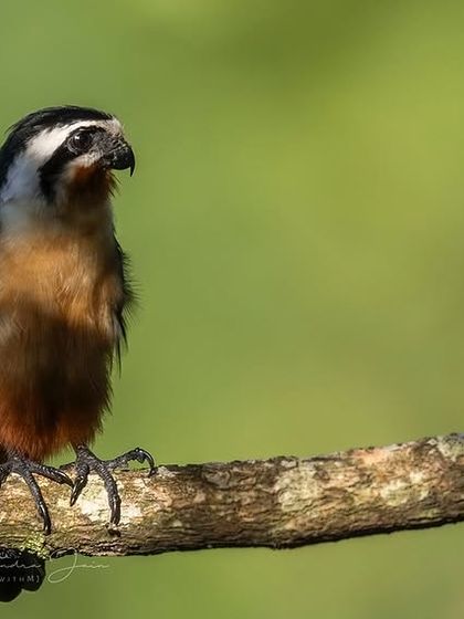 A clean portrait of a Collared Falconet against a soft green background.