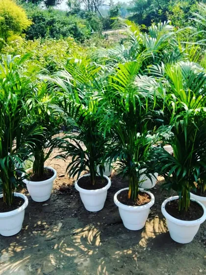 Areca palms are one of the most popular indoor plants for purifying the air. Here you can see a batch of healthy palms ready in their final pots, perfect for placing in your home or office corners to bring in a touch of nature.
