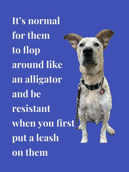 Tulsa Dog Trainer - Immersive Board & Train Programs Puppy Foundation Program photo 5