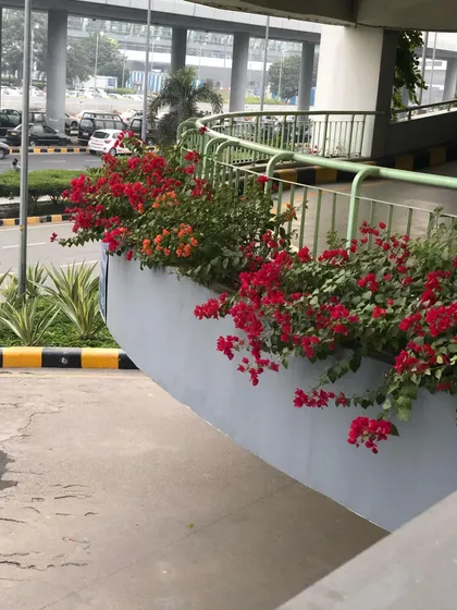 A close-up of the Bougainvillea planters on a parking ramp. Even in a high-traffic, utilitarian area, plants can add so much beauty and color.