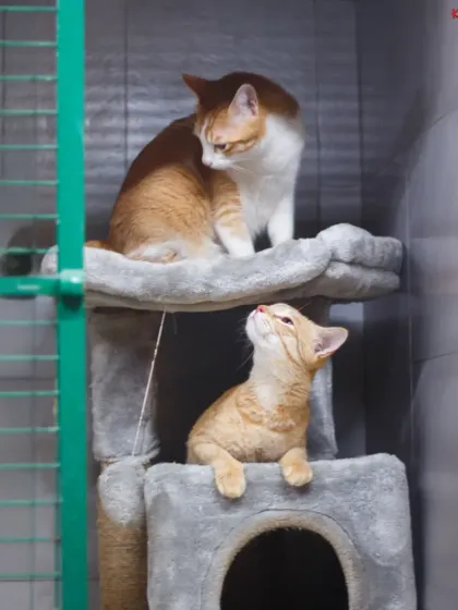 PetStepin - Pet Boarding & Daycare Kitty Kabins: Our Feline-Only Sanctuary photo 3