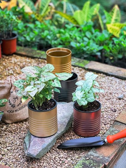 A trio of my metallic self-watering planters in gold, black, and copper. This image shows how well they work together as a set, perfect for creating a cohesive plant display.
