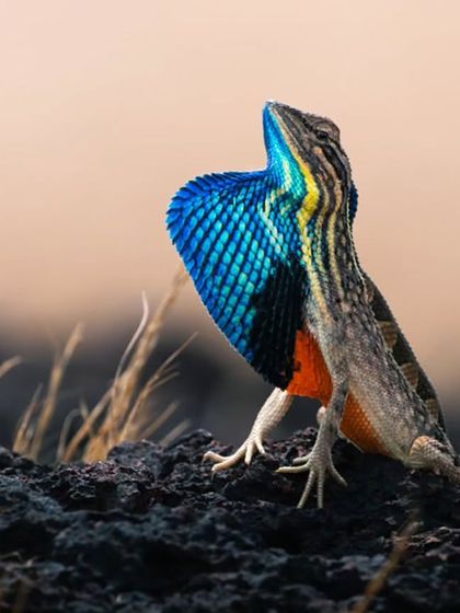 Macro & Miniature Worlds photo 3