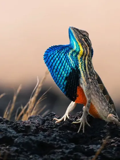 The male Fan-throated Lizard puts on a spectacular show, displaying its vibrant blue and orange dewlap. I traveled to the grasslands of Pune to capture this tiny showstopper during its breeding season.