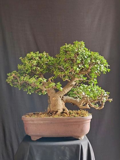 A powerful Jade bonsai with a very thick, mature trunk and a dense canopy. This tree is a testament to the beauty that comes with age and patience.