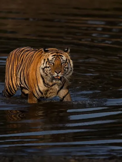 D1's powerful presence is evident as he moves through the water, creating ripples.