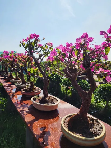 A glimpse of our vibrant Bougainvillea bonsai collection, lined up and ready for delivery. We cultivate these to produce stunning, colorful blooms, offering a beautiful and unique option for gardens and patios.