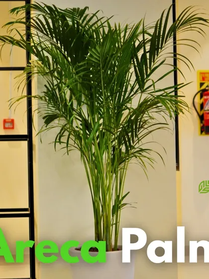 The classic Areca Palm, a fantastic air-purifying plant, is shown here in a simple white pot. This combination is timeless and versatile, fitting seamlessly into any home or office environment.