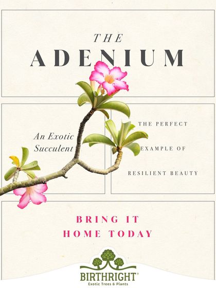 The Adenium is an exotic succulent that perfectly exemplifies resilient beauty. It thrives in sunny, dry conditions while producing some of the most spectacular flowers.