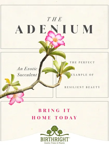The Adenium is an exotic succulent that perfectly exemplifies resilient beauty. It thrives in sunny, dry conditions while producing some of the most spectacular flowers.