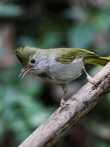 The White-bellied Erpornis, formerly known as a yuhina, is a distinct species found in moist montane forests. Its spiky crest gives it a unique and alert look.