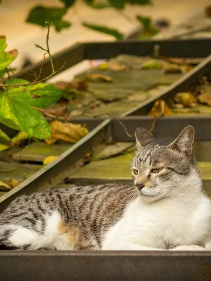The cat lounging comfortably on a rustic, weathered surface.