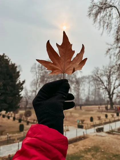 Holding up a Chinar leaf against the winter sun in a Kashmiri garden. It's the small, delicate details that often tell the biggest stories.
