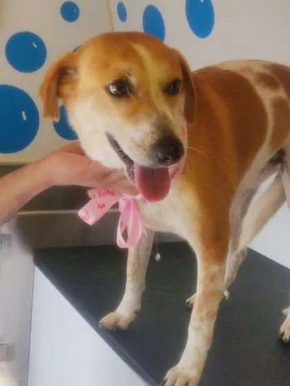 Another one of our wonderful Indie clients, looking happy and healthy with a shiny coat.