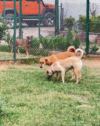 Dogs sniffing and exploring in one of our spacious, grassy enclosures. This is a natural behavior that we encourage, as it provides essential mental stimulation.