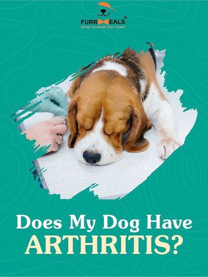 This detailed guide helps you identify the signs of arthritis in your dog. Learn to spot reluctance to move, limping, irritability when touched, and changes in behavior, so you can seek help sooner.