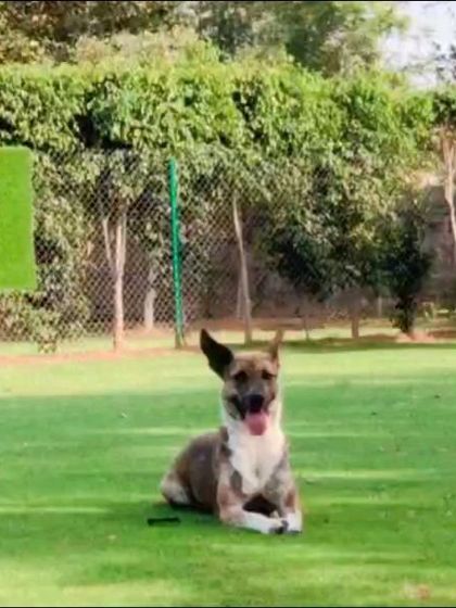 It's not just for dogs. We sometimes have feline guests who enjoy exploring our safe, green spaces under supervision.