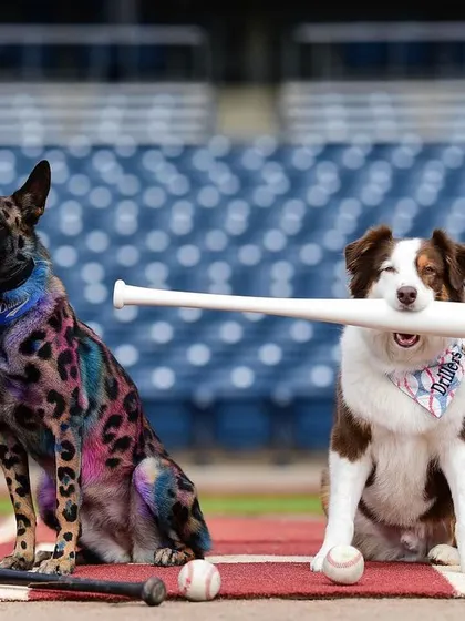 We have a blast at special events, like being the official Bat Dogs for the Tulsa Drillers! My dogs Mia and Floki love the job, and it's a perfect example of advanced training in a high-distraction environment.