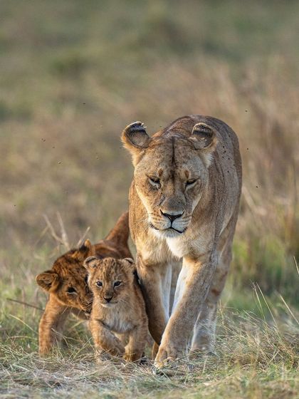 A lioness leads her cubs through the tall grass. The vertical composition emphasizes her protective stance as she guides her young.
