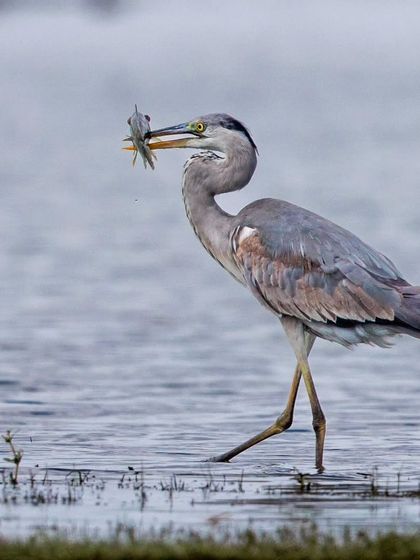 A Grey Heron with a successful catch. These patient hunters can be seen wading slowly in shallow water, waiting for the perfect moment to strike.