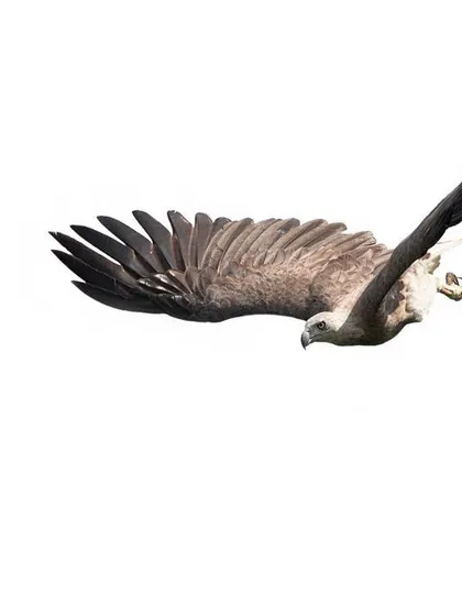 A wider view of the Grey-headed fish-eagle in its dive. The minimalist, high-key composition removes all distractions, focusing the viewer's attention entirely on the bird's dynamic form and motion.