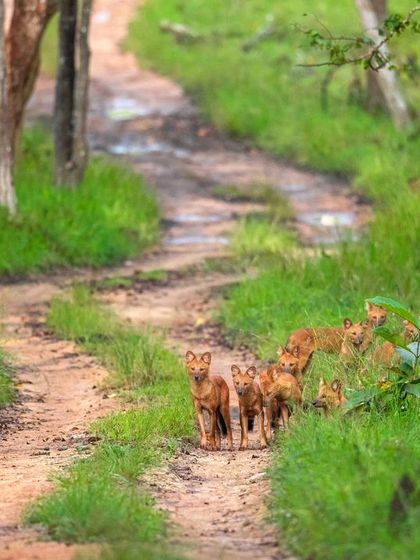 The Cuon pack on the move in Bandipur. This sequence shows the entire pack trotting down a jungle path, with one individual looking back, offering a great view of their coordinated movement and structure.