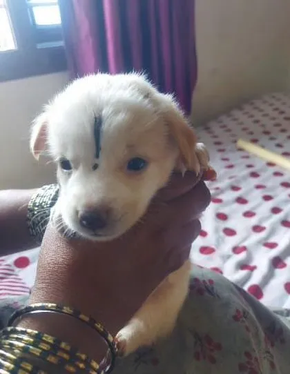 A sweet white puppy from the same litter, being held by a kind person. These one-month-old babies are very vulnerable.