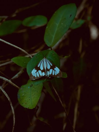 Zahid Moledina - Photography The World Up Close: Nature & Macro photo 14