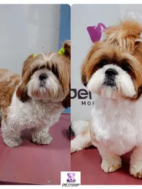 Mobile Pet Grooming