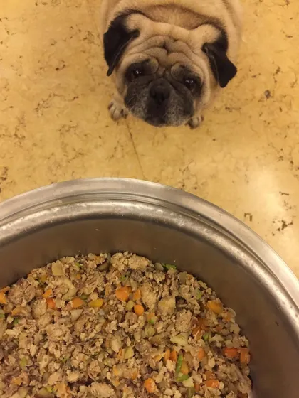 "Is that whole bowl for me?" Yes, it is! I love seeing our pugs and other DoggyBoxers get so excited for their dinner.