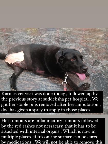 PL Paws - Animal Rescue & Rehabilitation How Your Donations Help: Our Medical Cases photo 56