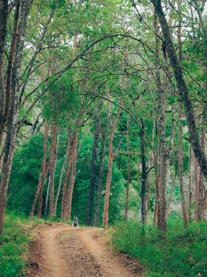 Puneeth - Cinematography for Film & Digital Media Wildlife & The Western Ghats photo 10