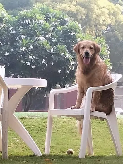 While the dogs play, the humans can relax. This Golden Retriever knows how to claim the best seat in the house, showcasing our comfortable outdoor seating area where you can unwind and watch the fun.