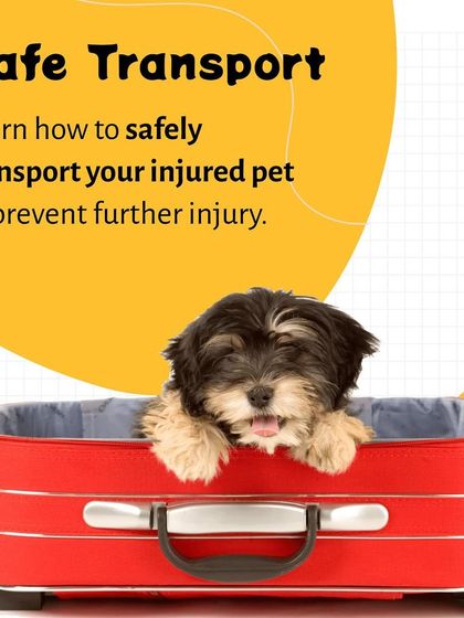 Pethowz - Pet Parent Education Emergency Preparedness for Pet Owners photo 7
