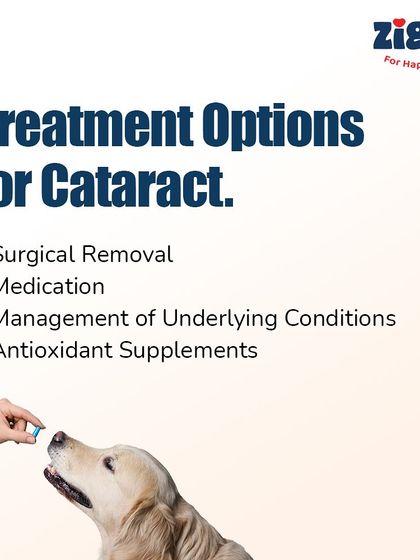 Zigly - Veterinary Services Pet Parent Resources & Tips photo 30