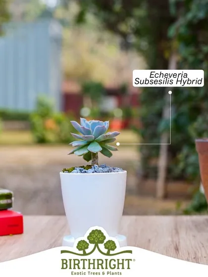 The Echeveria Subsessilis Hybrid, with its beautiful blue-green leaves and pink edges, is a whimsical succulent that is sure to captivate your heart.