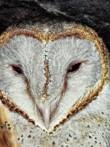 The heart-shaped facial disc of a Barn Owl, captured in a close-up portrait. These nocturnal hunters are often heard but rarely seen this clearly.