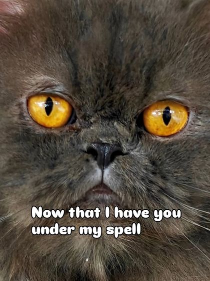 Charlie's Animal Rescue Centre - Animal Rescue & Adoption Ready for a Home: Adopt a Cat photo 11