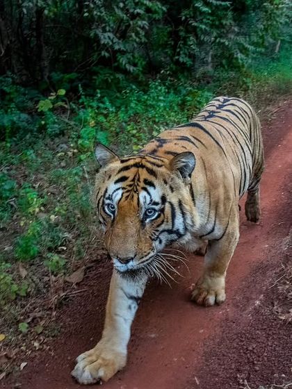 Tigers of India's Jungles photo 85