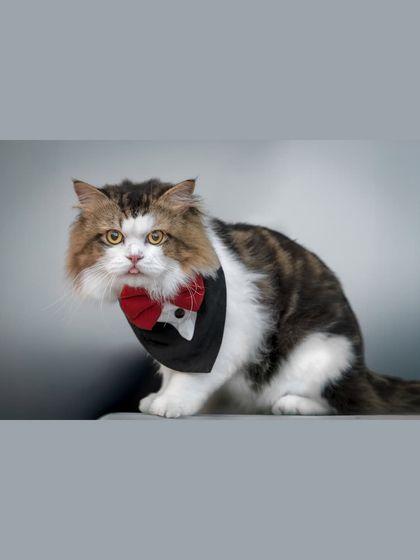Who says pet photography can't be dapper and fun? Meet this distinguished gentleman, ready for a night on the town. I love working with you to create styled, whimsical shots that show off your pet's playful side.