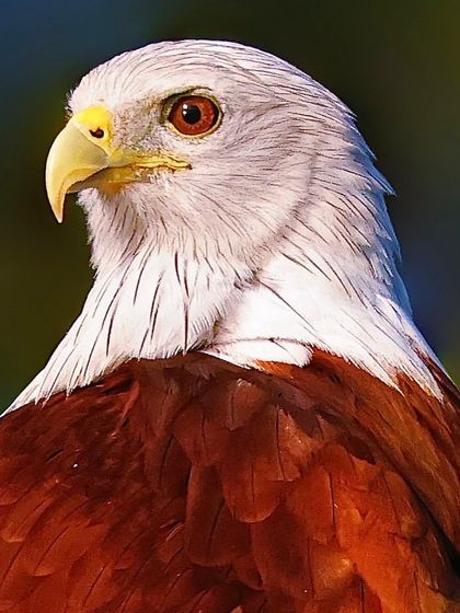 A majestic portrait of a Brahminy Kite. The sharp focus on its white head reveals the fine, dark streaks in its feathers and the powerful, intelligent look in its eye.
