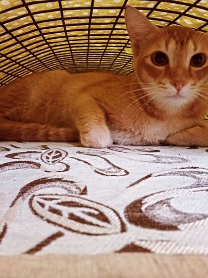 A close-up of one of the ginger kittens, feeling safe and secure in their little tunnel.