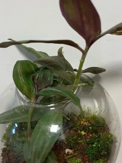 This is a detailed view of an open terrarium designed for a wall. It contains a small Tradescantia plant nestled in moss and soil, all contained within a sleek, bubble-shaped glass vase.