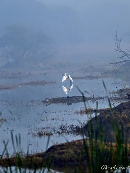 A moment of pure tranquility. These two egrets, reflected perfectly in the misty morning water, create a serene, almost painterly scene. This image shows that bird photography isn't just about capturing species; it's about capturing mood, atmosphere, and the art of the natural world.
