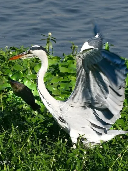 Catch of the day! A Grey Heron with a Tilapia fish it just caught in Juhu. This action shot captures a raw, unfiltered moment of survival in the urban ecosystem.
