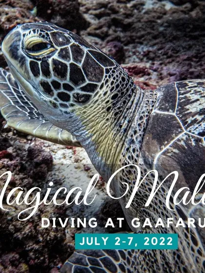 We invite you to dive Gaafaru with us. These trips focus on the island's unique combination of wreck diving and abundant marine life, including the friendly sea turtles that frequent the area.